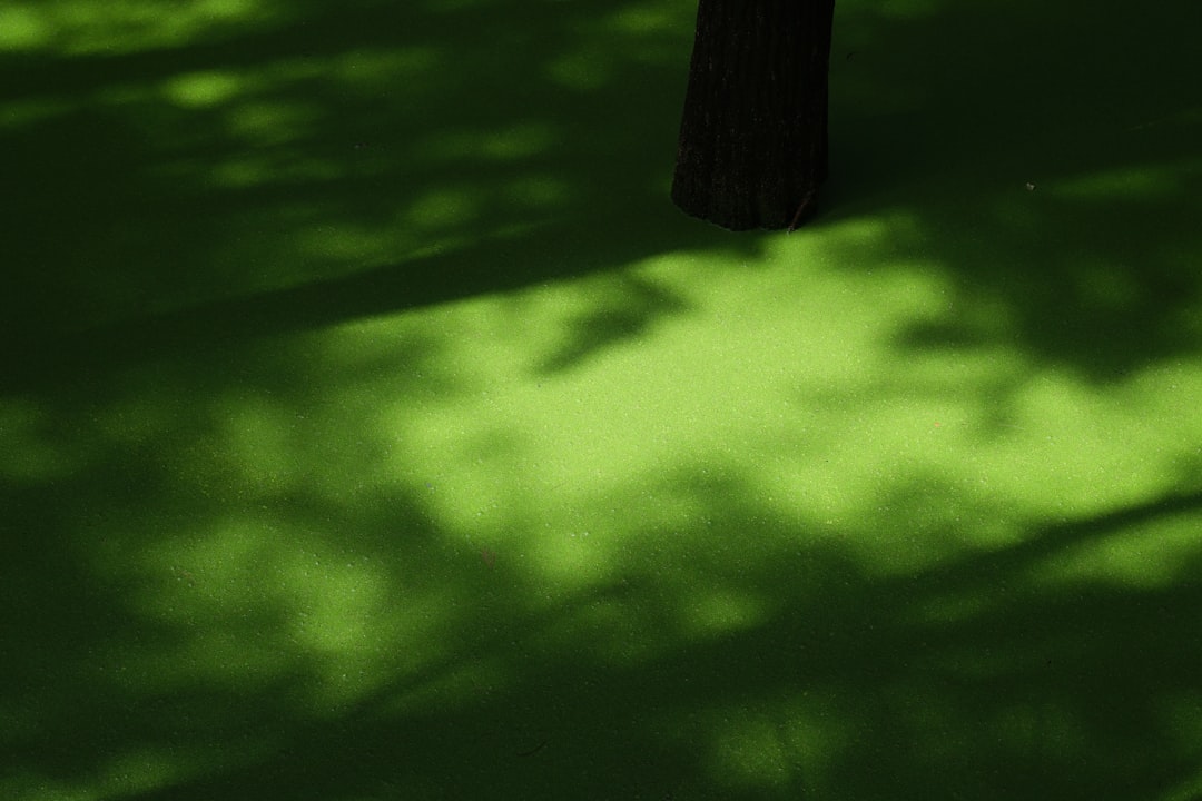 Photo mars green color