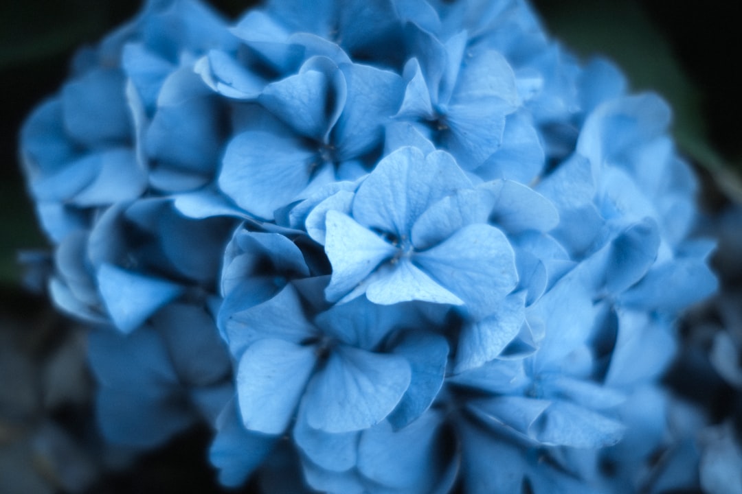 Photo navy blue color